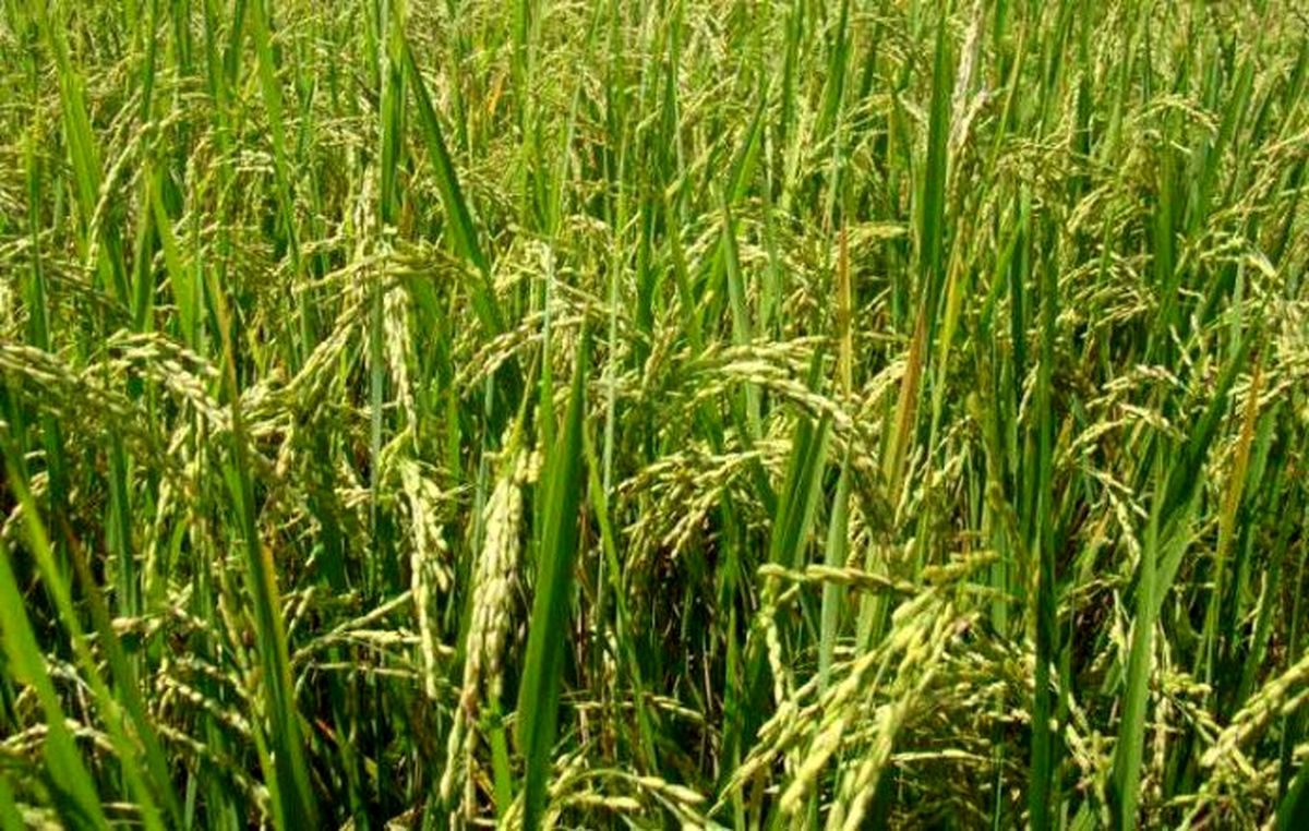 کاهش تولید برنج در کشور