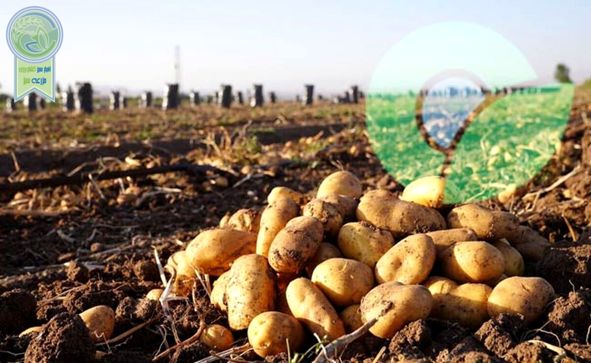 بحران سیب‌زمینی و ضرورت توجه به هشدارهای بخش خصوصی