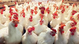 ارتقای تولید مرغ گوشتی با استفاده از ظرفیت دانش بنیان‌ها