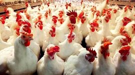 ارتقای تولید مرغ گوشتی با استفاده از ظرفیت دانش بنیان‌ها