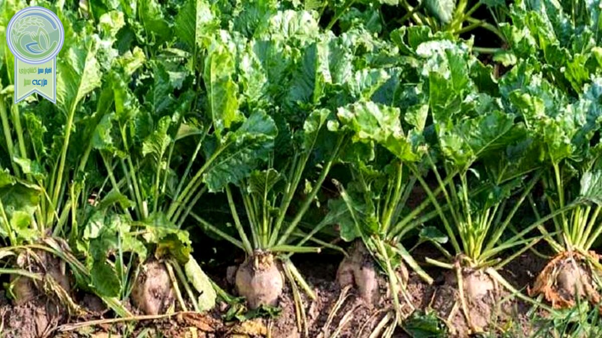 اصلاح قیمت خرید تضمینی چغندرقند