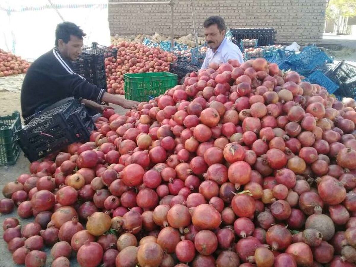 انارکاران در پیچ و خم مشکلات