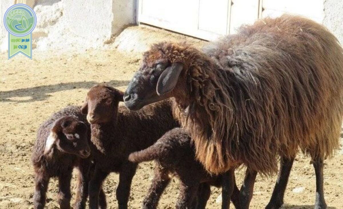 عشایر انگیزه‌ای برای پرورش دام ندارند