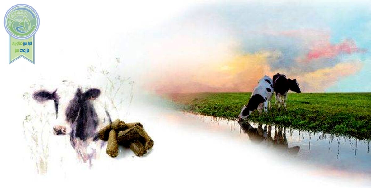 چند نکته در پرورش گاوهای شیری