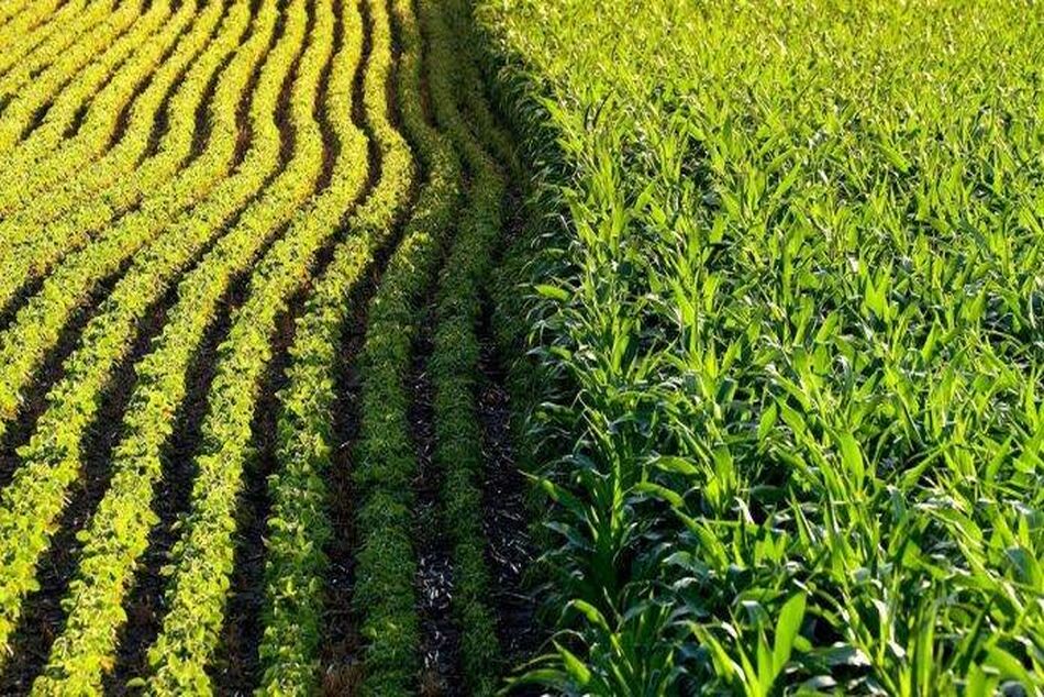 آقای وزیر درباره کشاورزی قراردادی توضیح دهد