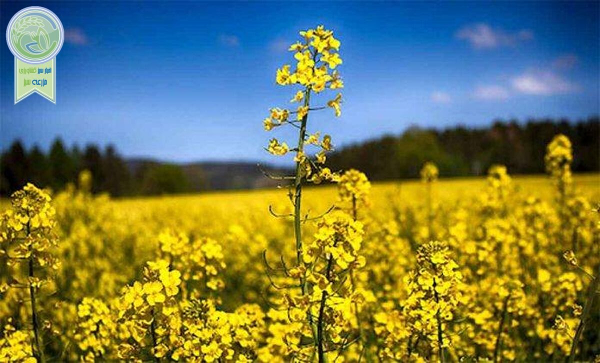 کشاورزی قراردادی، چتر نجاتی برای کشاورزان خرد