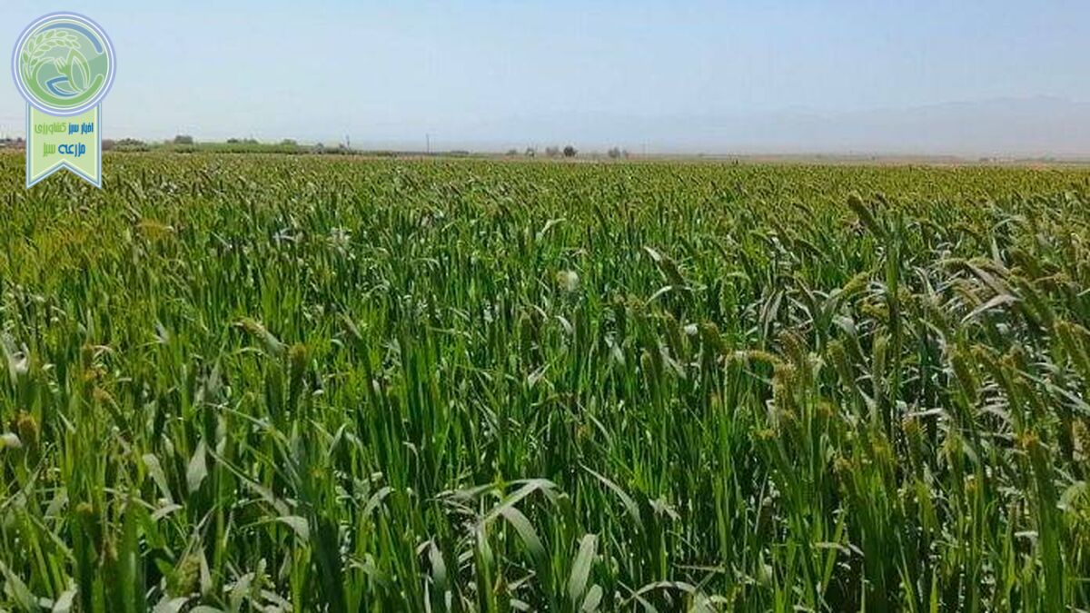 بذر‌هایی که ناجی کشاورزی شدند