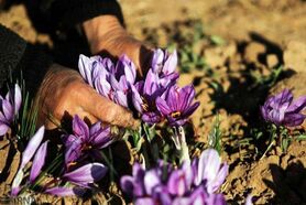 شگردهای مافیای زعفران در کشور