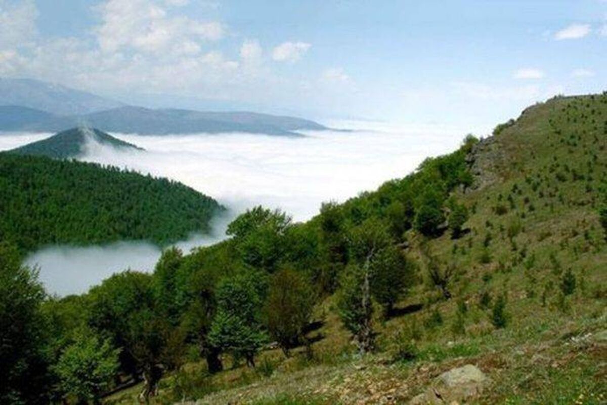 احیا و بذرکاری ۳ هزار هکتار از جنگل های زاگرس