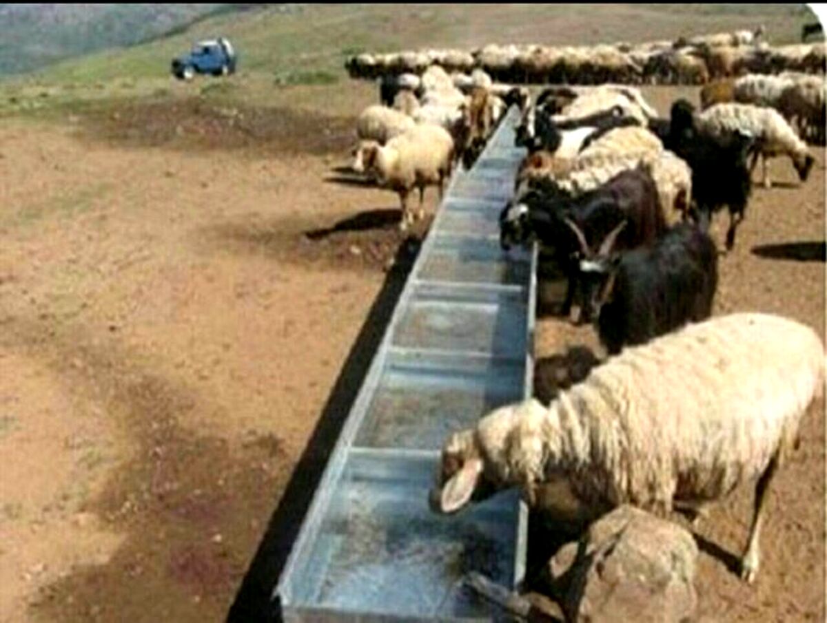 کارآفرینی با پرورش گوسفندانی با نژادهای خاص