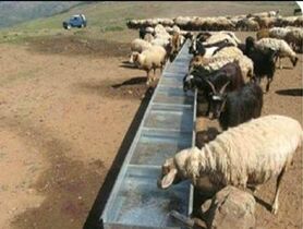کارآفرینی با پرورش گوسفندانی با نژادهای خاص