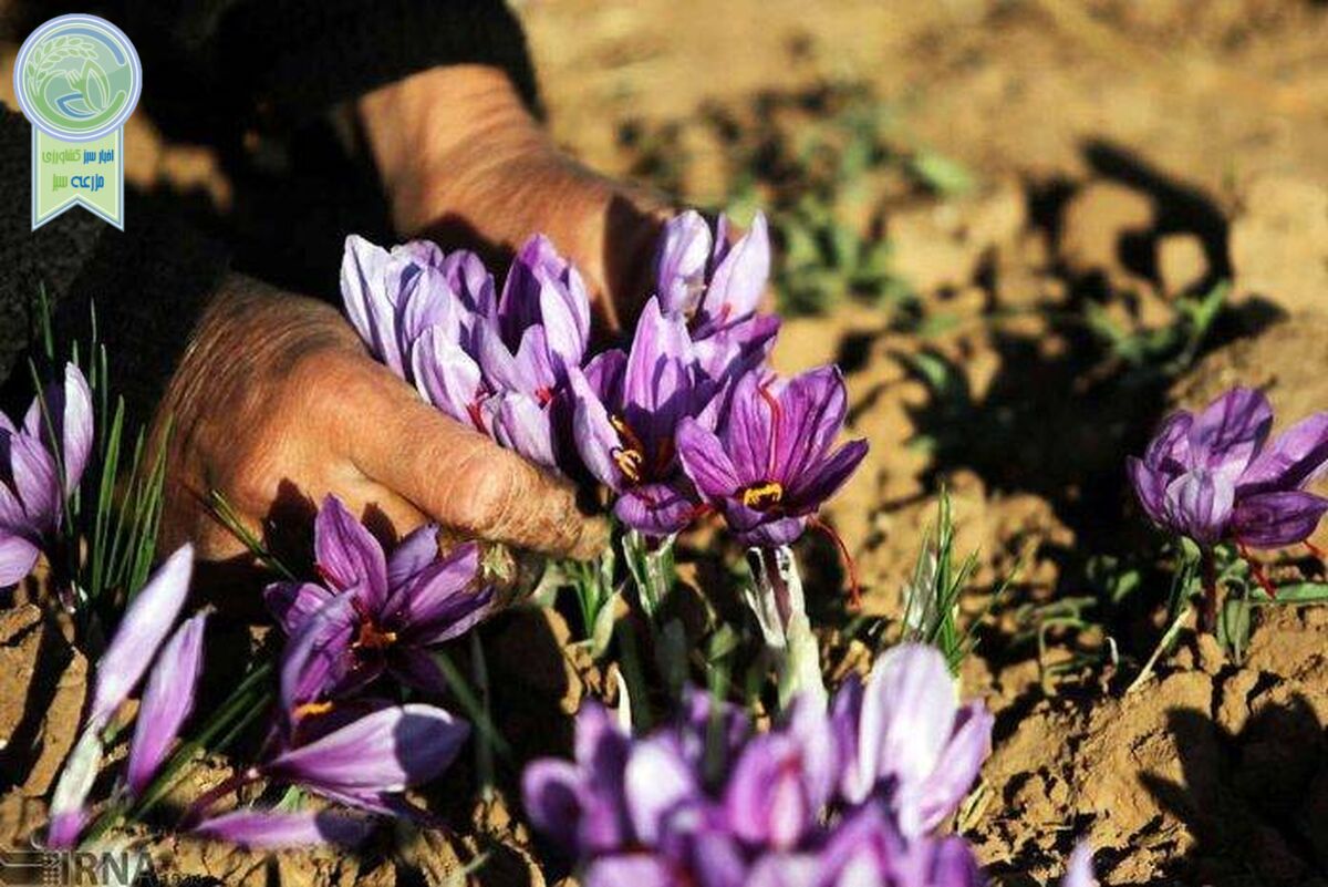 تلاش مافیا برای کاهش قیمت زعفران
