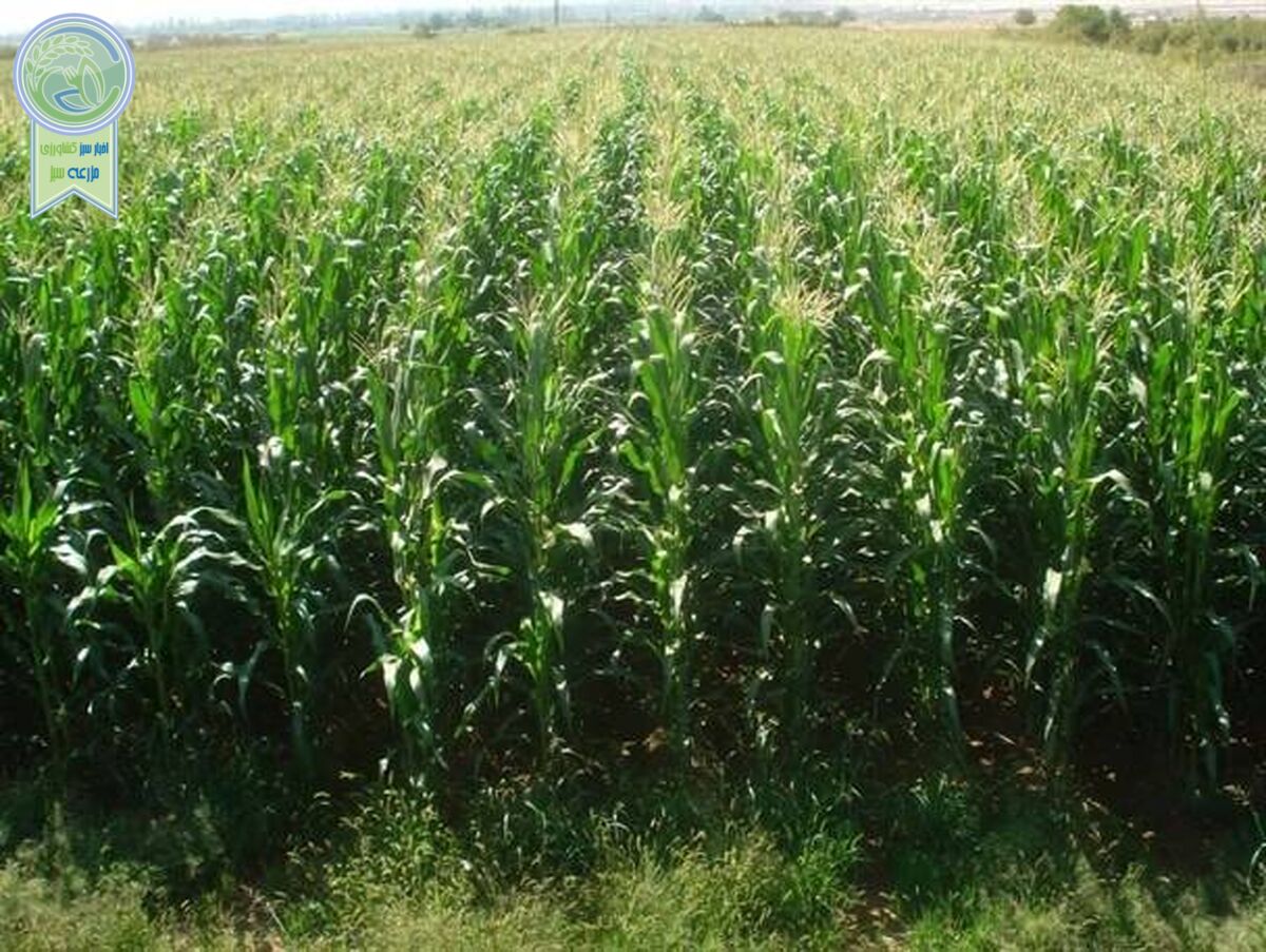 تجلیل از پژوهشگران برتر بخش کشاورزی
