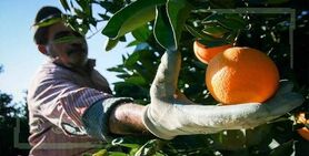 دلالان دسترنج کشاورزان را به تاراج می‌برند