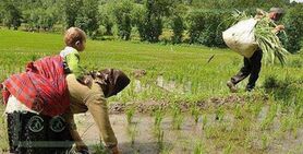 کشاورزی کشور معیشتی است، نه اقتصادی