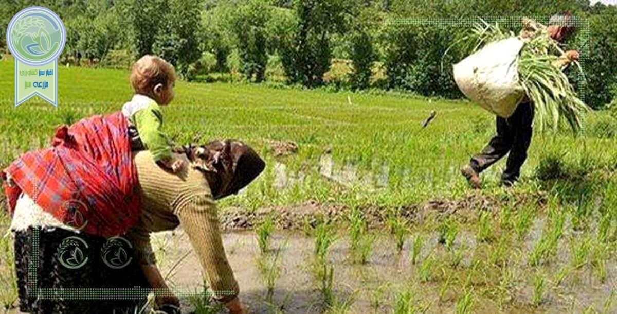 کشاورزی کشور معیشتی است، نه اقتصادی