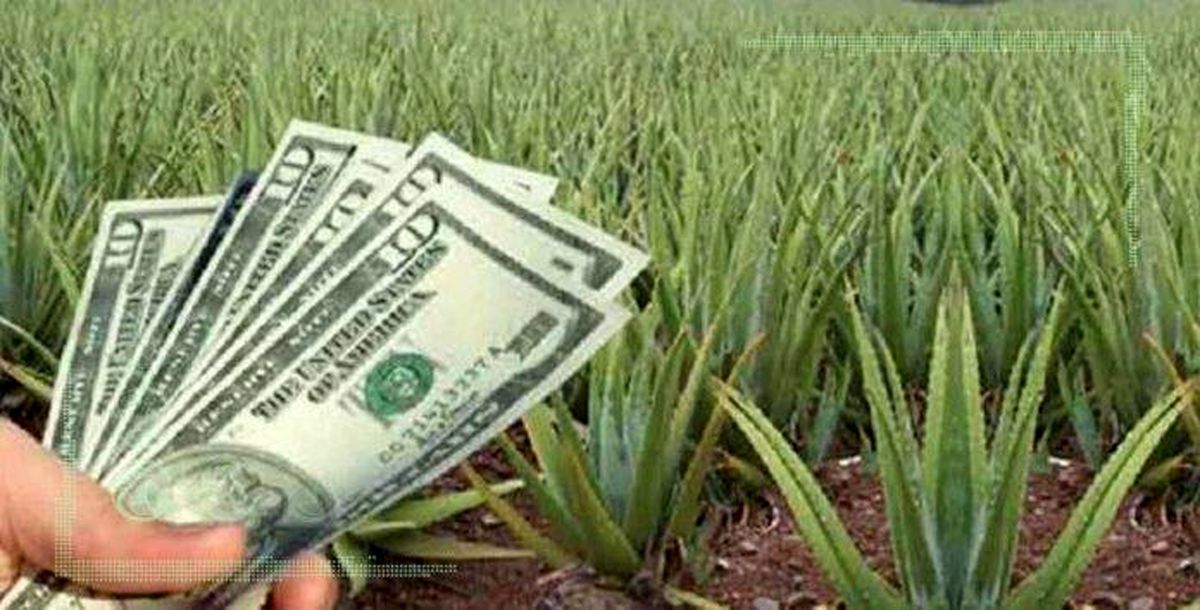 «کشاورزی قراردادی» طرحی برای درآمدزایی کشاورزان