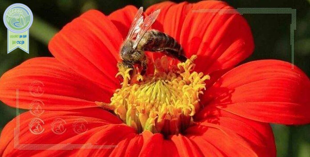 ایران به پروژه روز کاشت گیاهان محبوب زنبورعسل پیوست