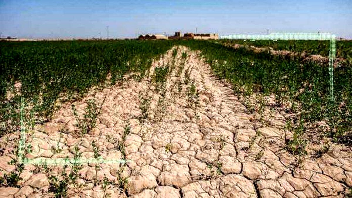 خطر خشکسالی بیخ گوش کشاورزان گیلان