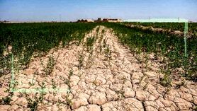 خطر خشکسالی بیخ گوش کشاورزان گیلان