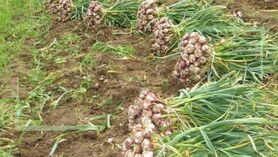 مافیای تجاری پشت واردات سیر از چین