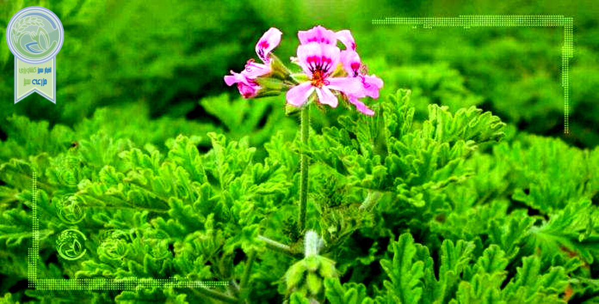 بذرپاشی در مراتع راه حفاظت از گیاهان دارویی