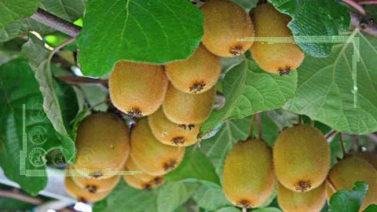 حل مشکل صادرات کیوی به هندوستان طی هفته آینده