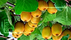 کیوی کاران قربانی عدم اطلاع رسانی به موقع