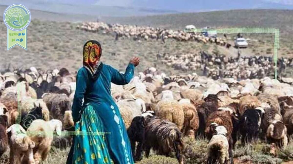 تحقق تنها ۲۰ درصد برنامه خرید دام مازاد عشایر