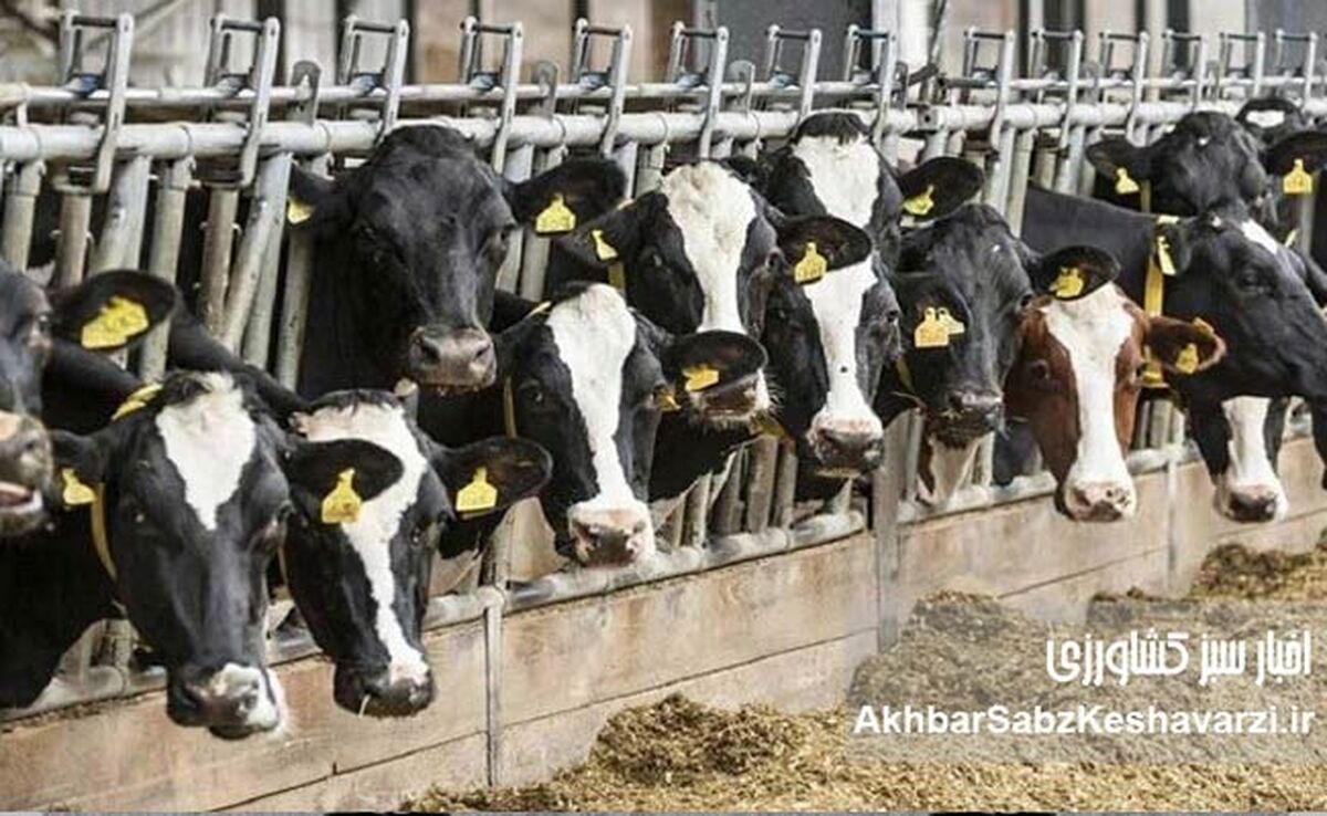 دامداران خراسان رضوی زیر فشار کمبود نهاده و جهش سه‌برابری خوراک دام+ ویدئو