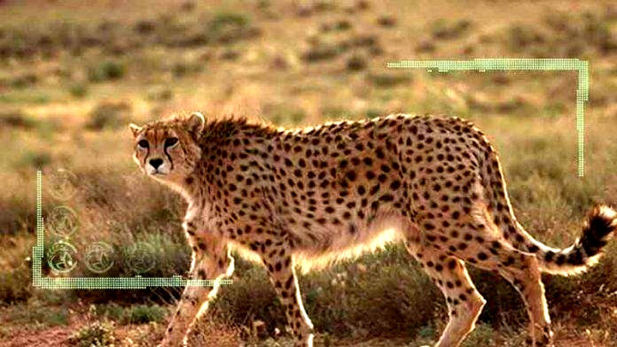 شرایط حفظ گونه یوزپلنگ