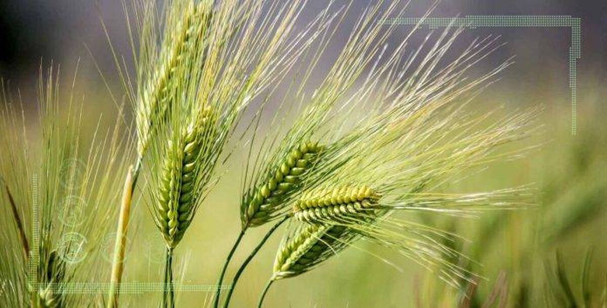 ارقام تحول‌زای گندم دستاوردی از جنس امنیت غذایی