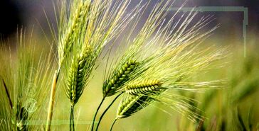 ارقام تحول‌زای گندم دستاوردی از جنس امنیت غذایی