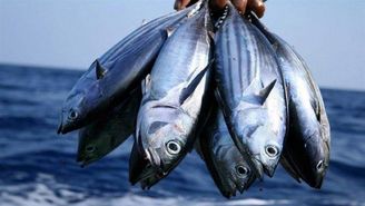صید 844 تن انواع ماهیان استخوانی در سواحل گیلان