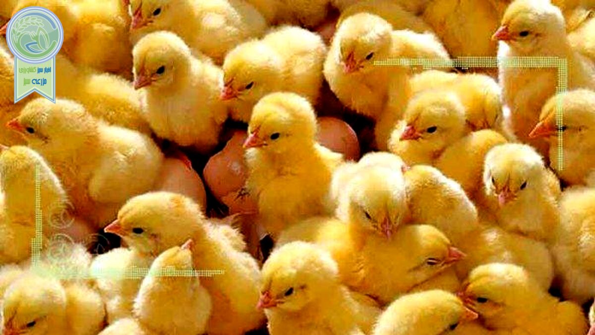 آشفتگی در بازار جوجه
