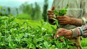 صادرات چای ایرانی به 27 کشور دنیا