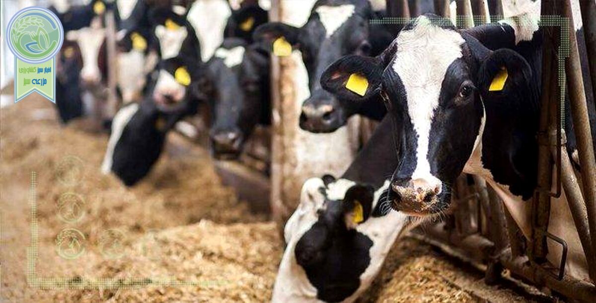 نقش مافیا در تعیین قیمت نهایی گوشت