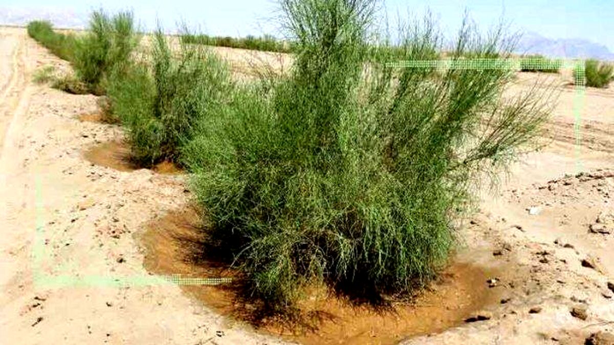 تبدیل اراضی بیابانی کشور به جنگل