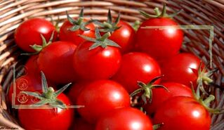 مراحل بذرگیری گوجه‌فرنگی و تبدیل آن به نهال در منزل