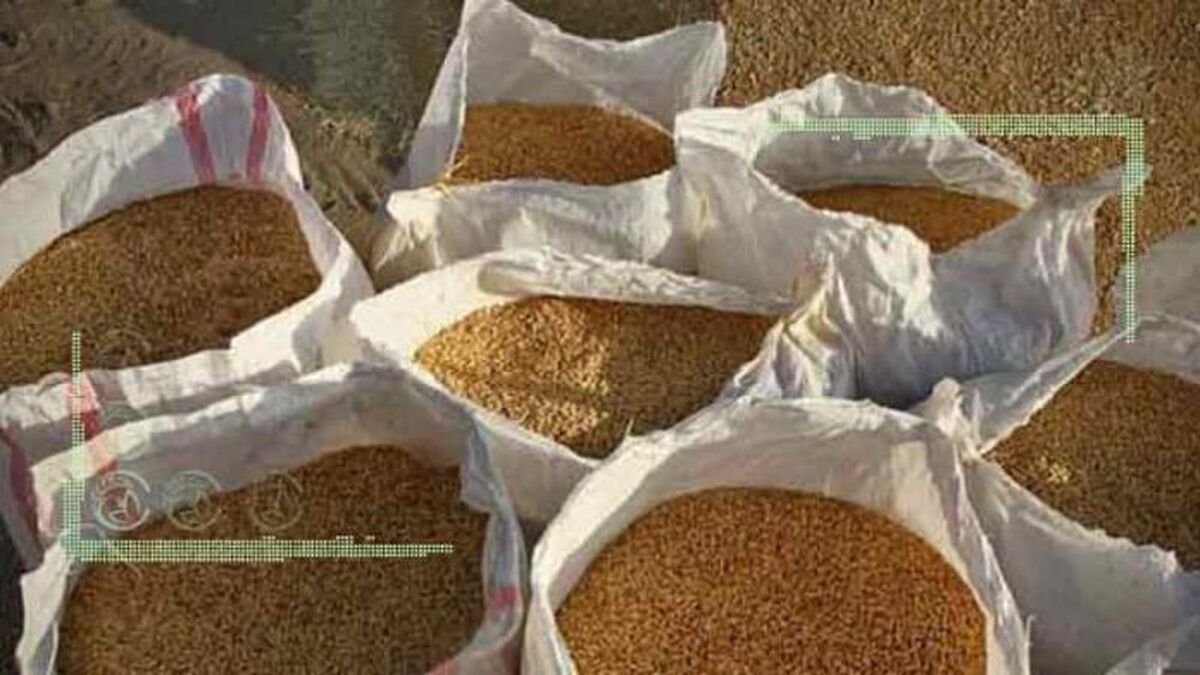 واردات بیش از 6 میلیون تن گندم تا پایان بهمن