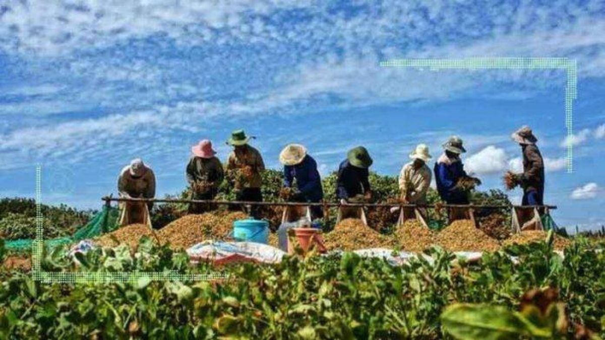 بررسی رشد تولید محصولات کشاورزی در کتاب سال فائو 2021