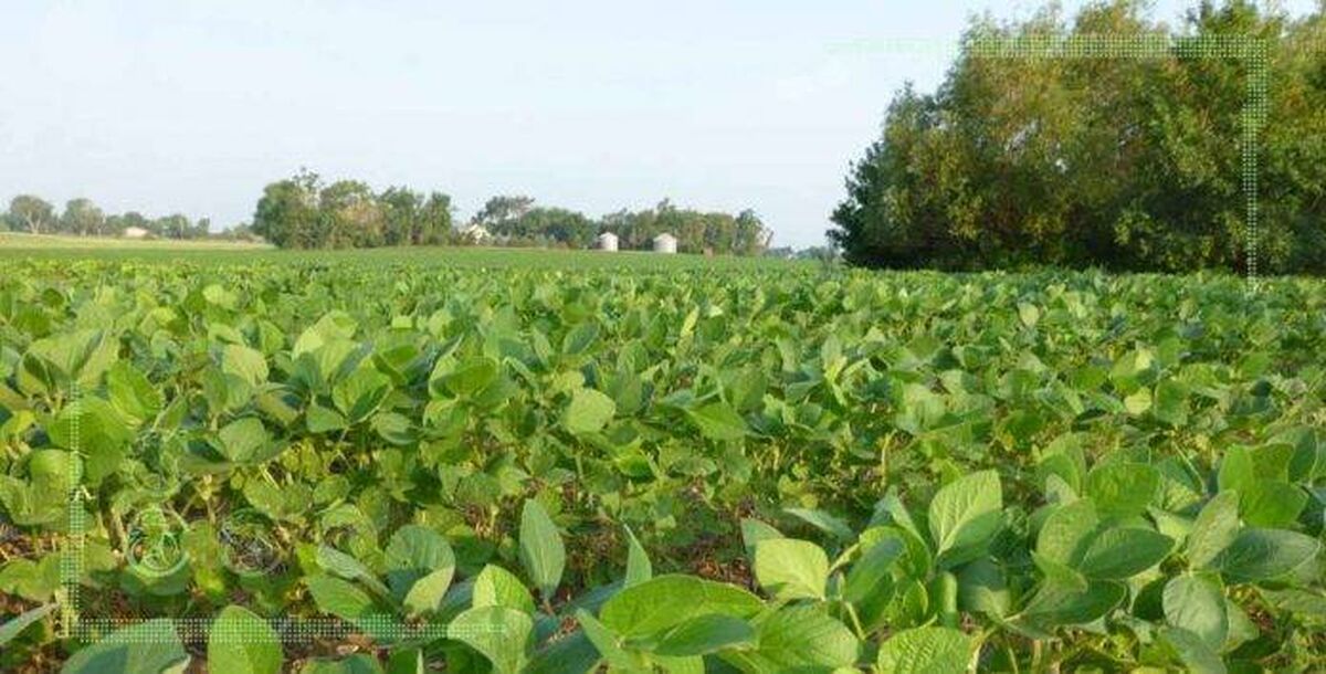 زشت و زیبای کشت قراردادی