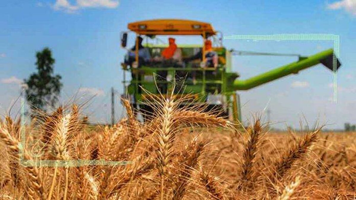 ضرورت خودکفایی در تولید گندم درپی جنگ اوکراین
