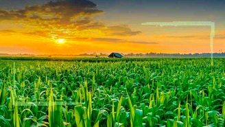 کشاورزی حفاظتی؛ رویکردی برای حراست از آب و خاک