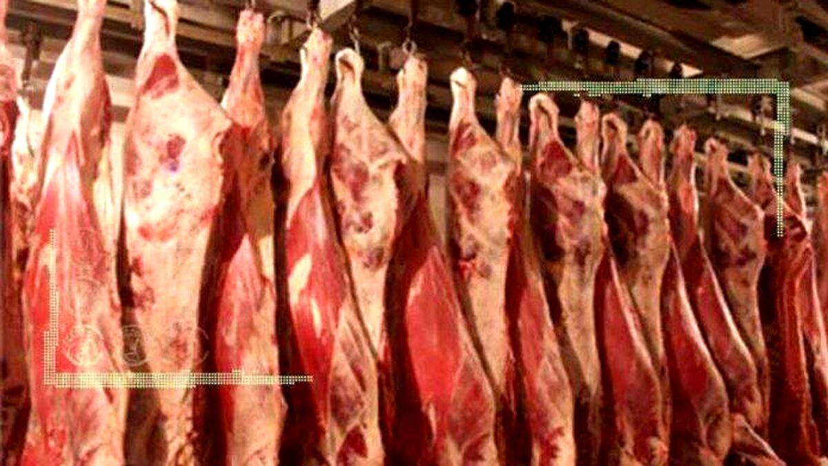 واردات ۱۰ هزار تن گوشت گرم جهت تنظیم بازار
