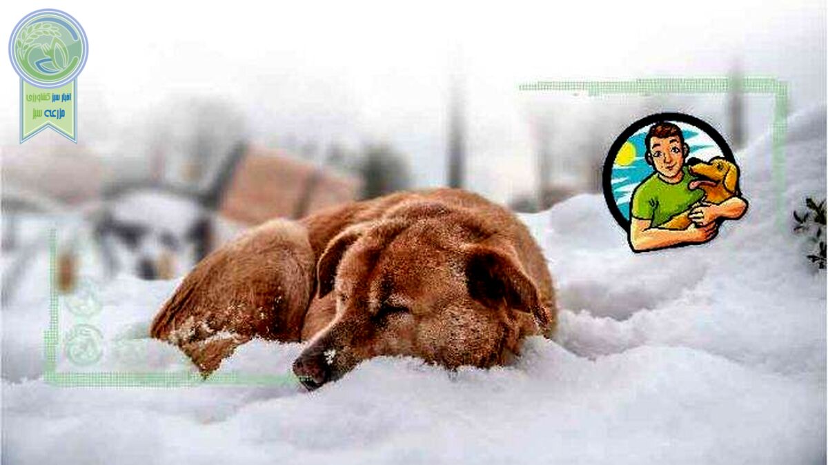 شرایط نگهداری سگ در فضای آزاد