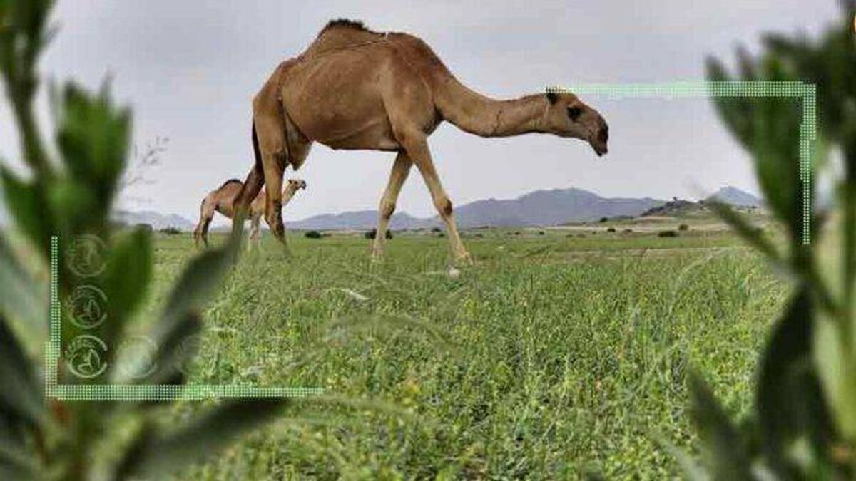 پادشاهی مدرن عربستان و عبور از تجارت خرما