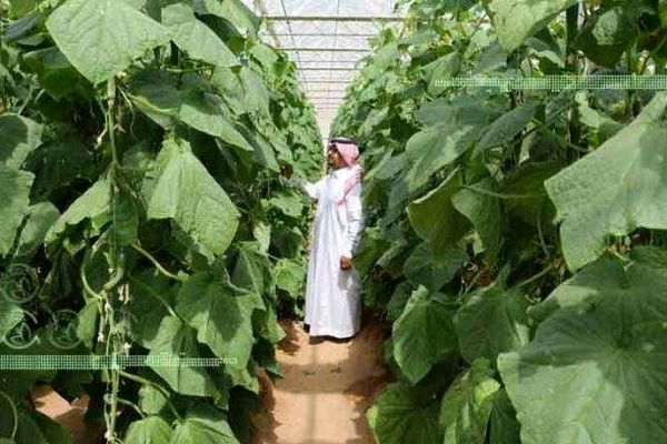 گلخانه پایدار هلندی در عربستان