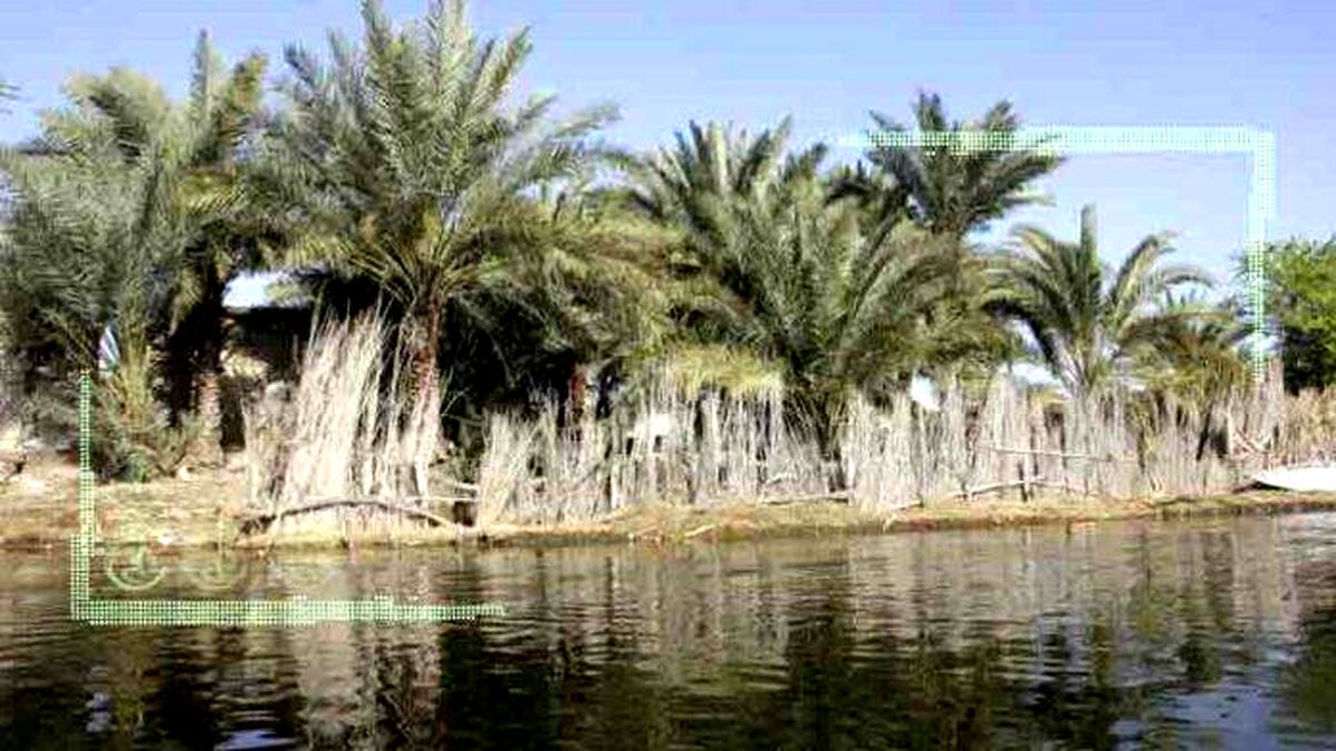 خطر تخريب بيخ گوش محيط زيست