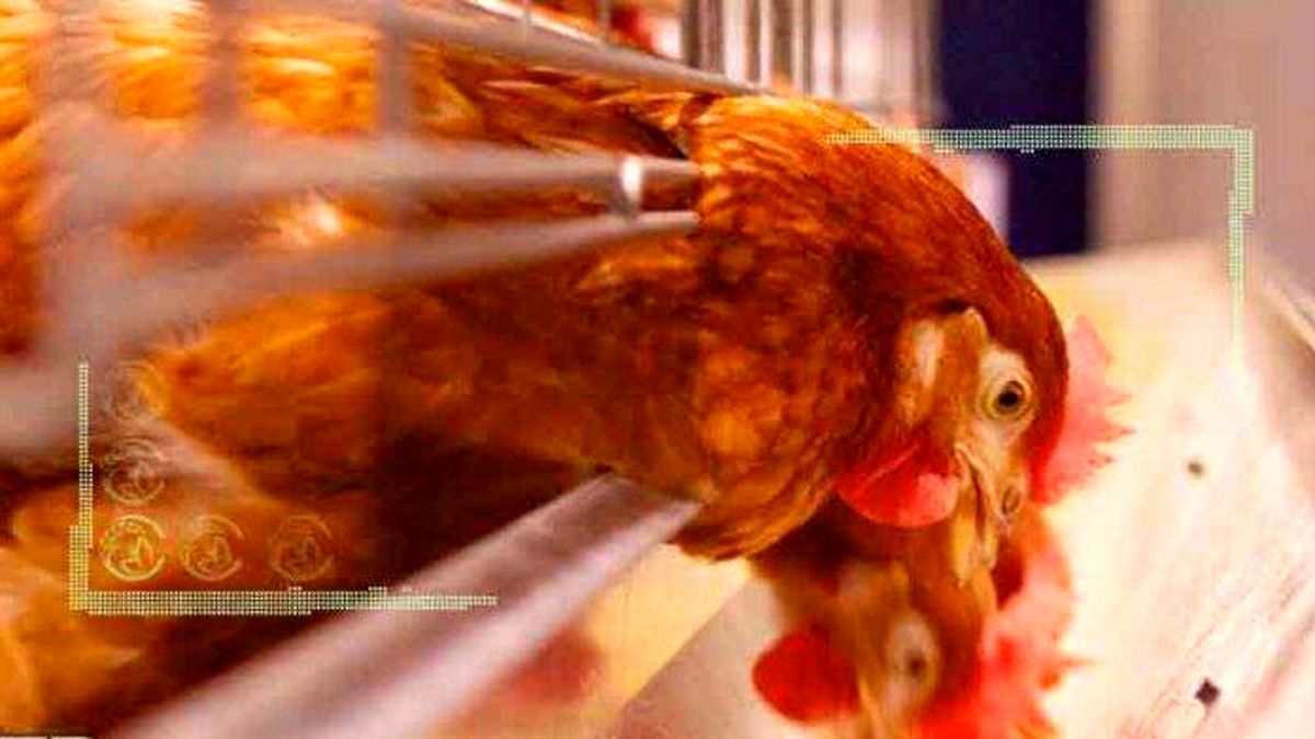 پَر مرغ جایگزین سویا در خوراک طیور می‌شود